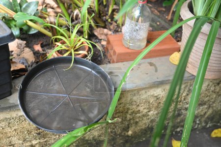 cuenco de plástico abandonado en un jarrón con agua estancada dentro. Vista de cerca. mosquitos en un potencial caldo de cultivo