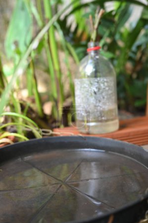 Plastikschüssel in einer Vase mit stehendem Wasser im Inneren verlassen. Nahsicht. Moskitos im potenziellen Brutgebiet