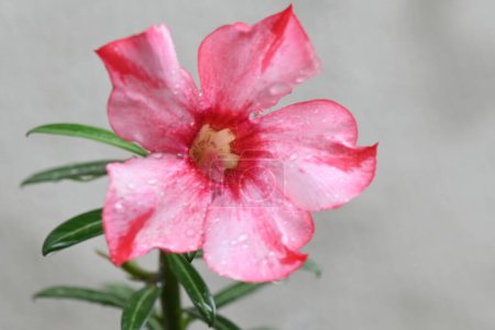 macro photographie gouttes d'eau sur fleur rosée goutte de pluie sur fleur rouge sur fond flou.