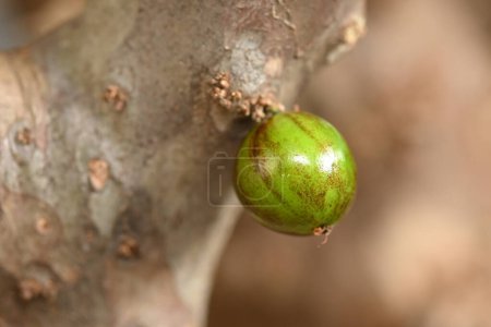 jaboticaba fruit macro photography nature plant with fruit growing typical plant from the Brazilian center west.