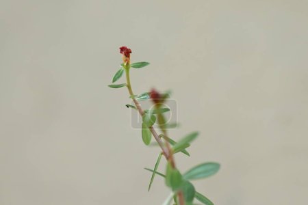 red flower equisoria garden natural plant nature botany macro photography love