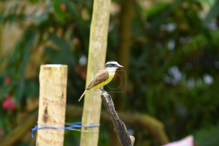 wild bird hummingbird south american bird brazilian fauna