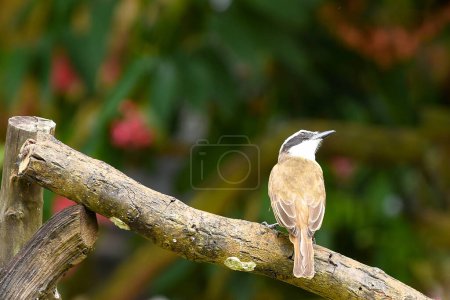wild bird hummingbird south american bird brazilian fauna
