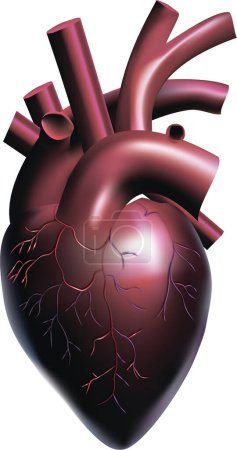 Photo for 3d realistic illustration of an isolated human heart. Anatomically correct heart with venous system - Royalty Free Image