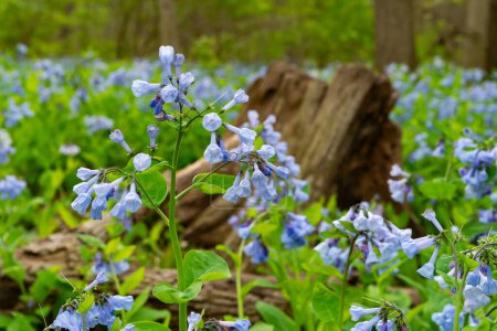 Spring bluebells in Illinois Canyon at Starved Rock State Park, Illinois, USA.