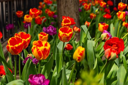 Schöne Tulpen blühen auf der Magnificent Mile in der Innenstadt von Chicago, Illinois, USA.