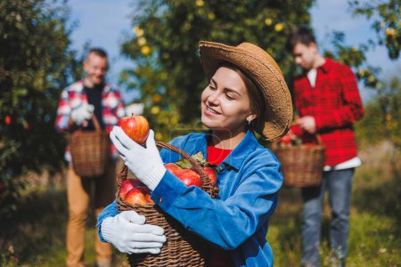 Happy smiling female worker in hat picking fresh ripe apples in orchard during autumn harvest. Harvest time