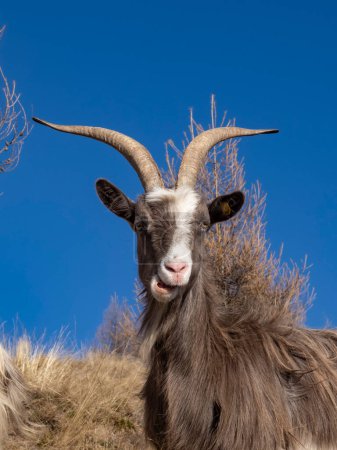 Foto de Primer plano de una cabra en los Alpes italianos - Imagen libre de derechos