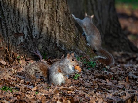 Photo for Close-up of a squirrel with a nut - Royalty Free Image