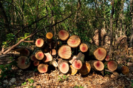 Téléchargez les photos : Troncs coupés dans une forêt - en image libre de droit