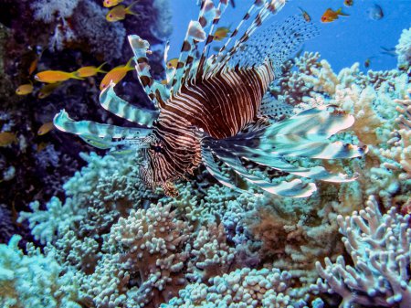 Photo for Lionfish close-up in the red sea - Royalty Free Image