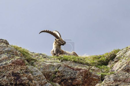 Foto de Primer plano de un íbice sobre una roca en los Alpes - Imagen libre de derechos