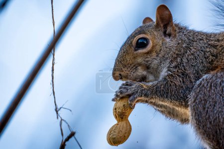 Close-up of an american squirrel