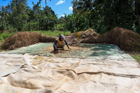 Téléchargez les photos : Lampung, 20 avril 2023 ; Agriculteurs qui récoltent du riz en frappant de la paille pour battre le riz (Gepyok) - en image libre de droit