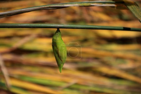 un cocon vert sur branche avec un fond flou