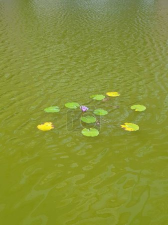 Téléchargez les photos : Coussinets Lily flottant dans un étang - en image libre de droit