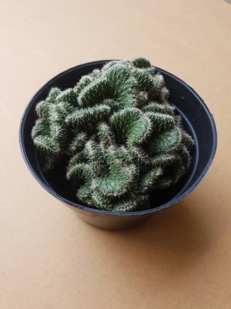 Photo for Mini cactus isolated in black pot - Royalty Free Image