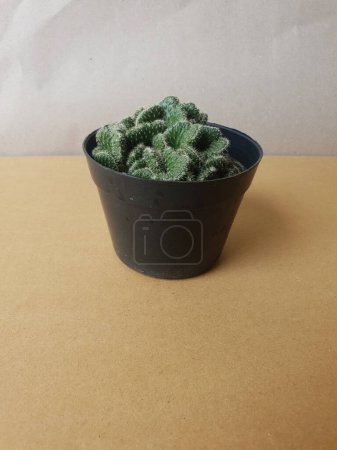 Foto de Mini cactus aislado en maceta negra - Imagen libre de derechos