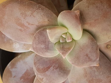 Photo for Echeveria laui is a small plant that comes from Mexico but can live in Asia as well. - Royalty Free Image