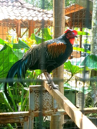 Photo for Beautiful Thai chicken Cock - Royalty Free Image