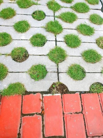 Photo for Green grass on the sidewalk - Royalty Free Image