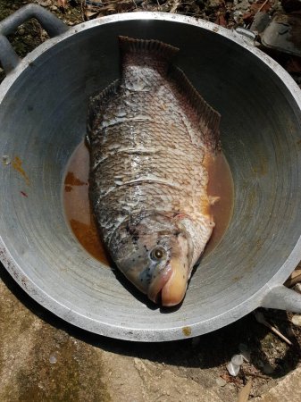 Téléchargez les photos : Gurame fish, gros plan - en image libre de droit