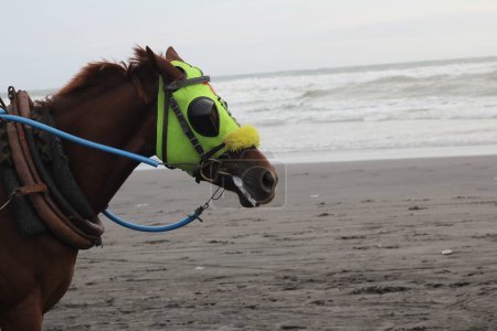 Foto de Un primer plano de un lindo caballo en la playa - Imagen libre de derechos