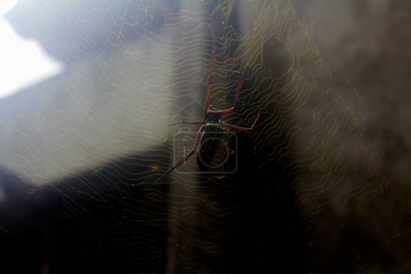Téléchargez les photos : Gros plan de Spider dans le Web - en image libre de droit