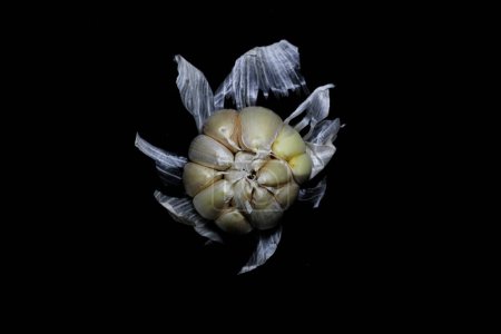 Photo for Garlic bulb on a black background - Royalty Free Image