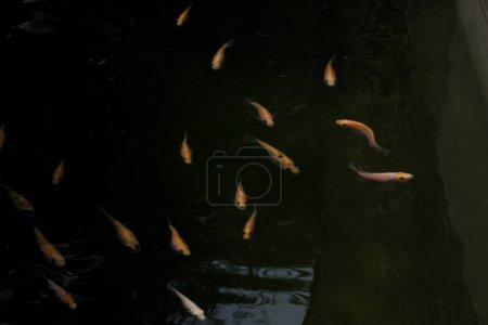 Téléchargez les photos : Poissons nageant dans le lac - en image libre de droit