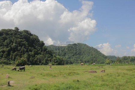 Téléchargez les photos : Le paysage des montagnes dans la jungle de thaïlande - en image libre de droit