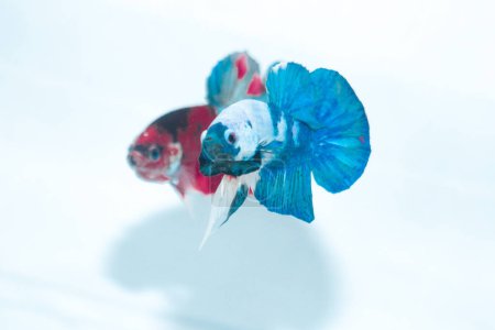 Téléchargez les photos : Poissons rouges et bleus dans l'aquarium - en image libre de droit