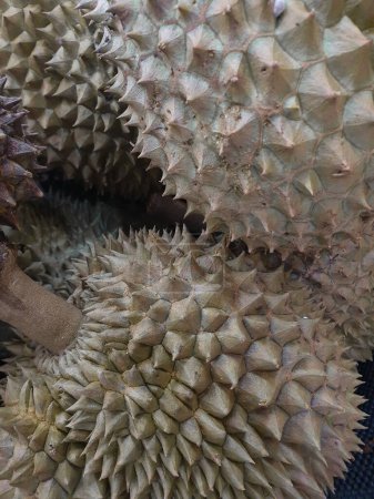 Téléchargez les photos : Gros plan du motif de fruits durian - en image libre de droit