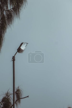 Foto de Palmeras con luz de calle bajo cielo nublado - Imagen libre de derechos