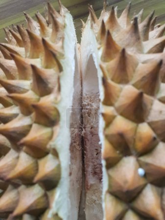 Téléchargez les photos : Fruits Durian mûrs qui a été ouvert - en image libre de droit