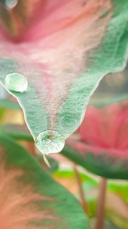 Téléchargez les photos : Gouttes de pluie sur les feuilles vertes avec des nuances de rose - en image libre de droit