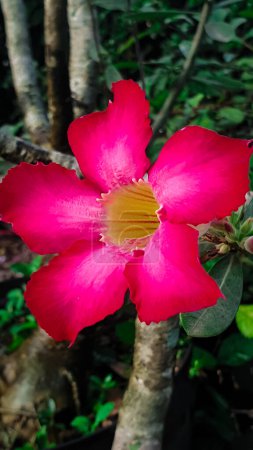 Foto de Primer plano de flores de frangipani rosa - Imagen libre de derechos