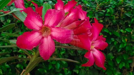 Foto de Primer plano de flores de frangipani rosa - Imagen libre de derechos