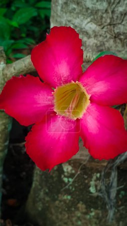Téléchargez les photos : Gros plan de fleurs roses frangipani - en image libre de droit