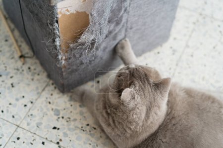 Katze zerkratzt Möbel. Eine zerlumpte Ecke des Sofas, das durch Katzenkrallen ruiniert worden war.