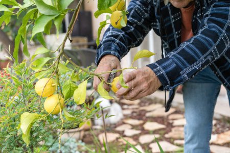 Photo for Senior farmer harvesting lemons with garden pruner in hands on a lemon tree in a rainy day. - Royalty Free Image