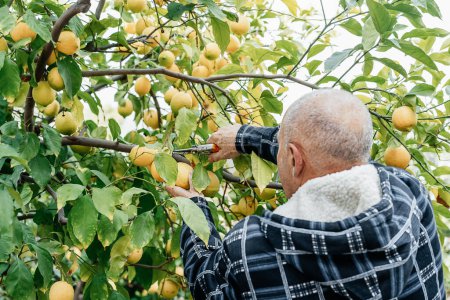 Photo for Senior farmer picks up lemons at a his organic orchard. - Royalty Free Image