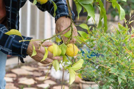 Photo for Senior farmer harvesting lemons with garden pruner in hands on a lemon tree in fruit farm. - Royalty Free Image