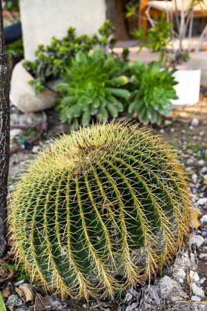 Photo for Golden Barrel Cactus: a low-maintenance, water-saving plant for eco-friendly gardens. Grows naturally without a pot, ideal for sustainable landscapes. - Royalty Free Image