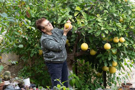 Foto de Mujer anciana recogiendo cuidadosamente pomelos en un entorno de jardín vibrante. - Imagen libre de derechos