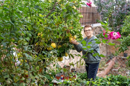 Seniorin pflückt Pomelos in einem üppigen Garten und konzentriert sich dabei auf ihre sanfte Interaktion mit der Natur.
