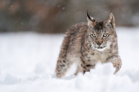 Cachorro de lince caminando en la nieve deriva. Invierno frío con depredador de la vida salvaje. Lynx lynx. Fauna en su hábitat natural.