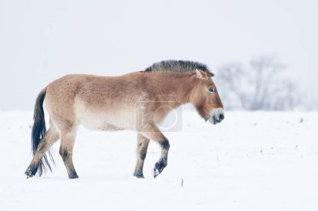 Przewalskis Reiten im Winter mit Schnee in der Landschaft mit Bäumen im Hintergrund. Kalte Winternatur mit wilden Tieren.