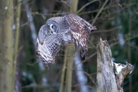 Photo for Great grey owl flying away from a tree trunk in the winter forest. Big owl in the flight. Frozen movement. Strix nebulosa. - Royalty Free Image