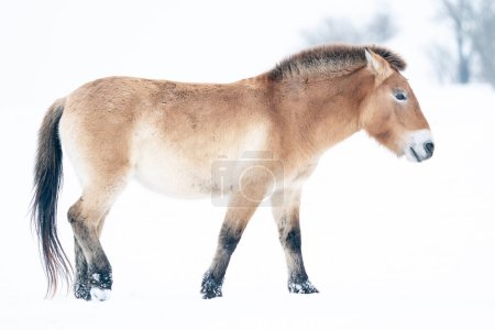 Przewalskis horse on snow in white landscape with trees in the background. Mongolian wild horse in nature habitat. Winter nature art. Dzungarian horse. Equus ferus przewalskii. Kertak